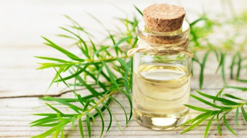 Menghilangkan bruntusan dengan Tea Tree Oil